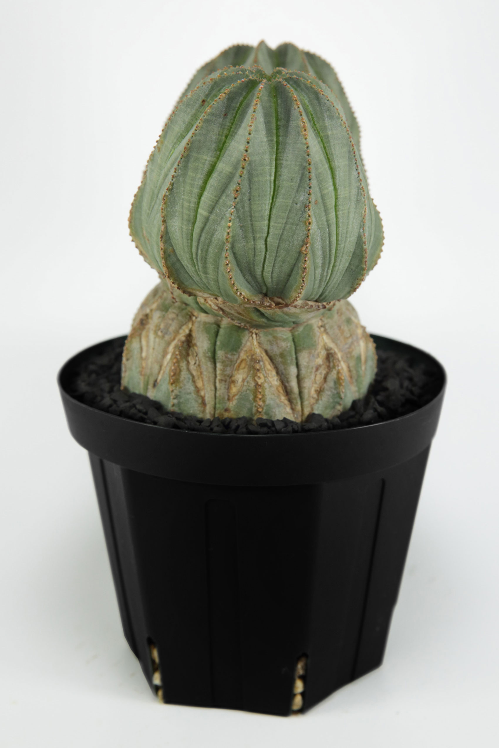 VINTAGE DOUBLE-HEADED EUPHORBIA OBESA