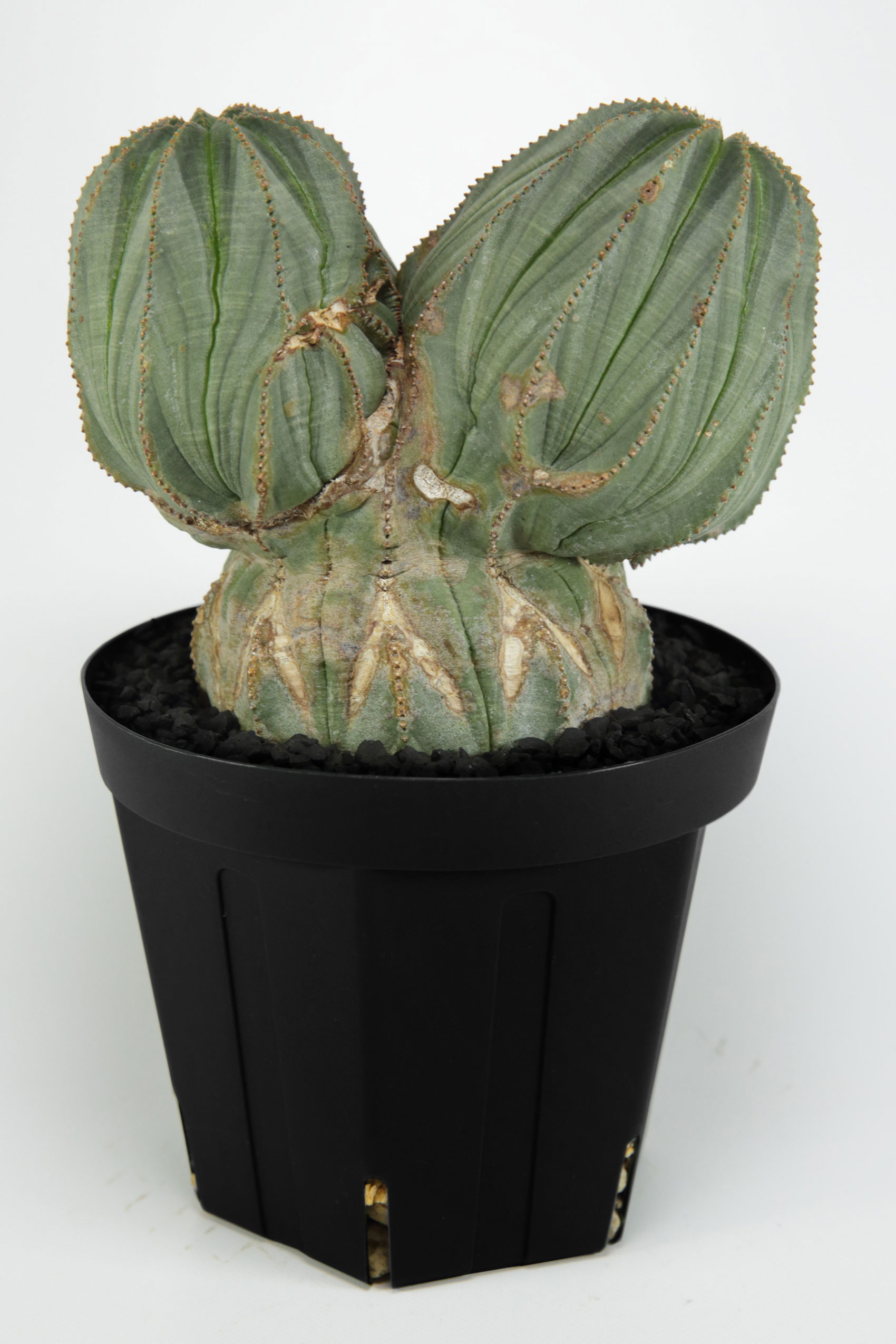 VINTAGE DOUBLE-HEADED EUPHORBIA OBESA