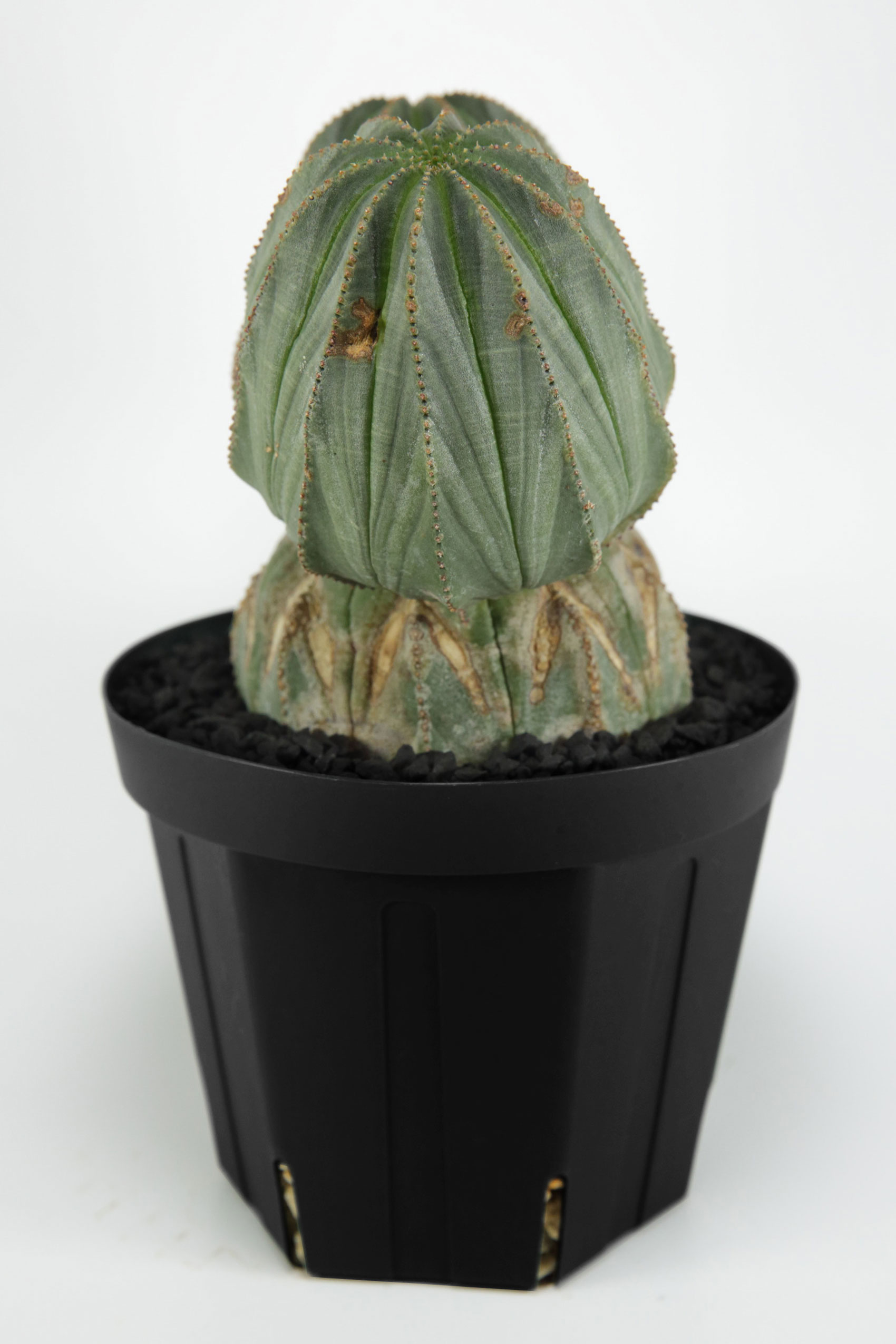 VINTAGE DOUBLE-HEADED EUPHORBIA OBESA