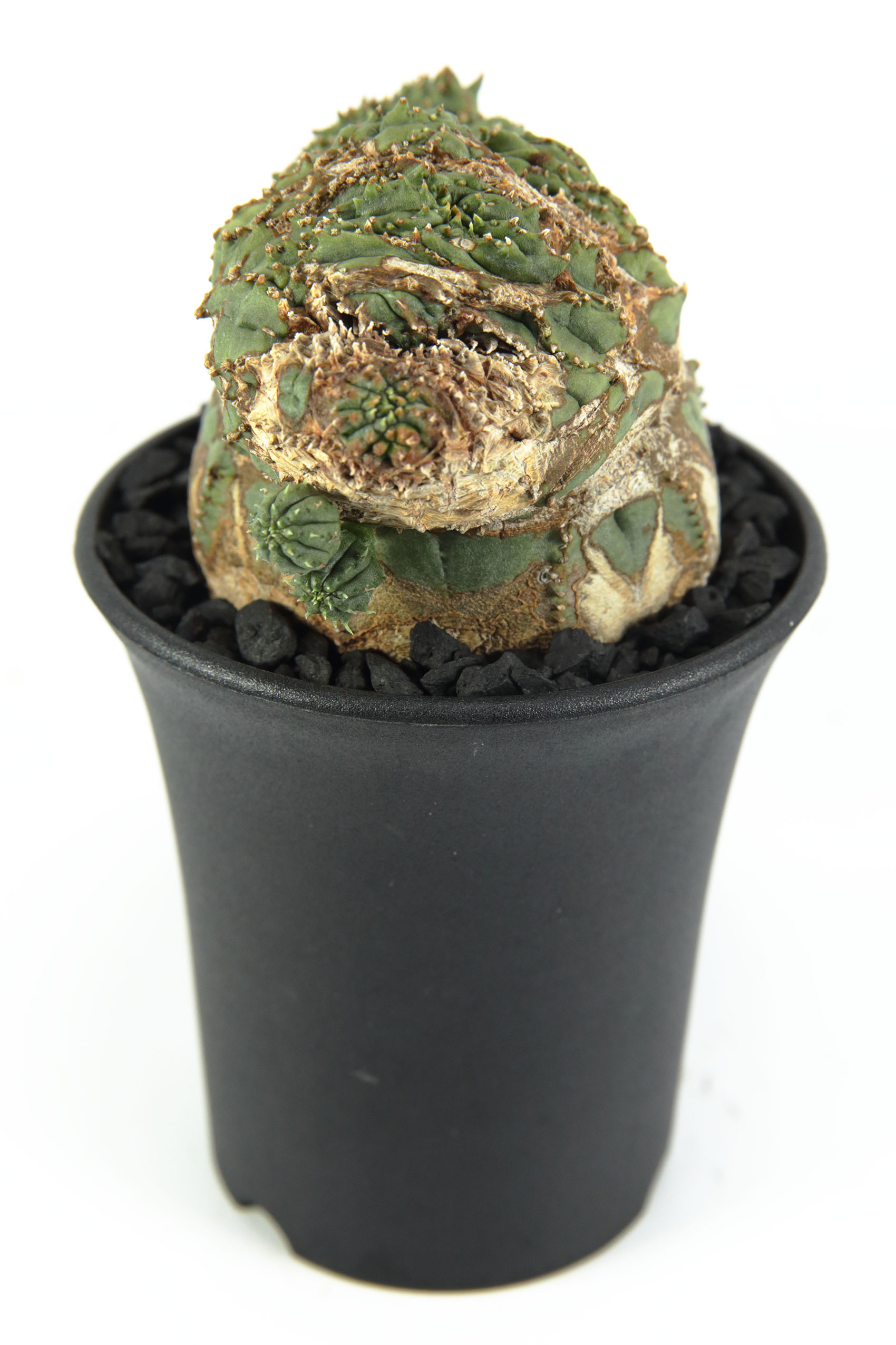 EUPHORBIA OBESA F. CRISTATA