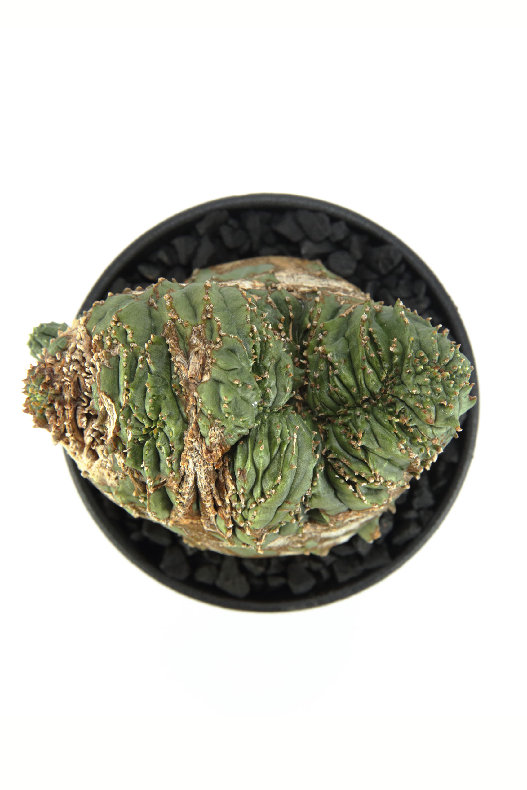 EUPHORBIA OBESA F. CRISTATA